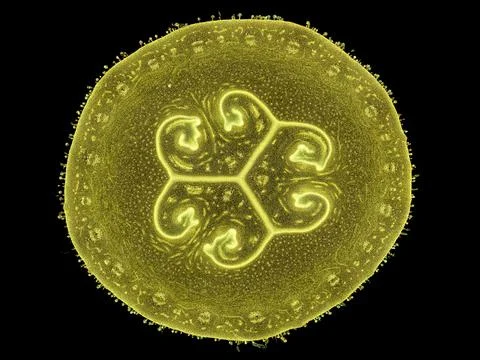 Cross section cut under microscope microscopic view of botanic plant cells Stock Photos