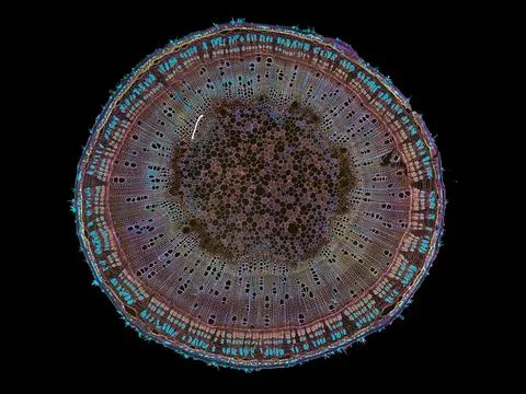 Cross section cut under microscope microscopic view of botanic plant cells Stock Photos