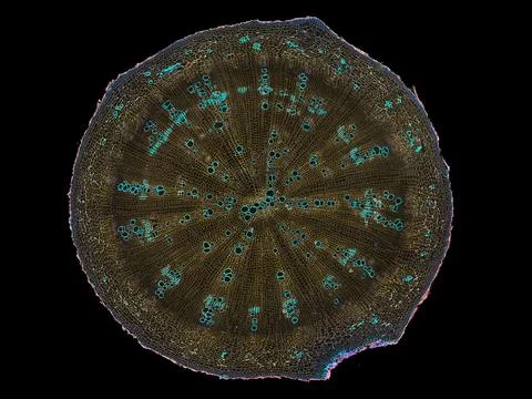 Cross section cut under microscope microscopic view of botanic plant cells Stock Photos