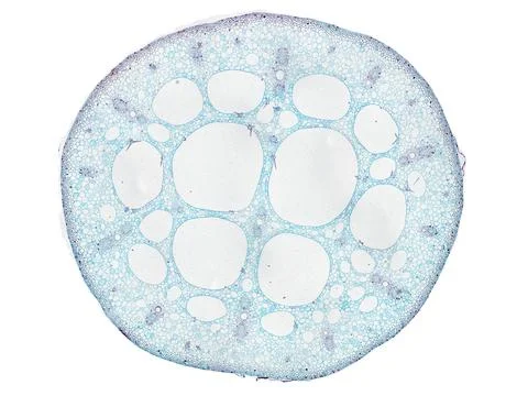 Cross section cut under microscope microscopic view of botanic plant cells Stock Photos
