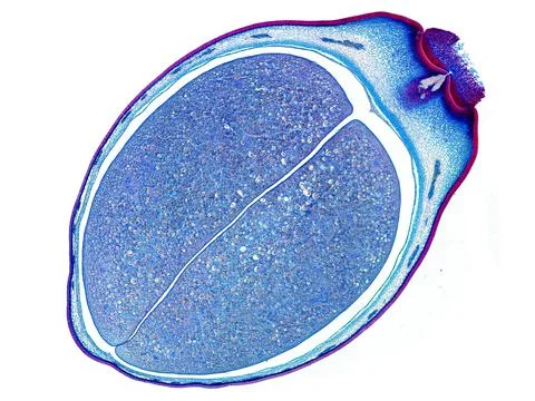 Cross section cut under microscope microscopic view of botanic plant cells Foto stock