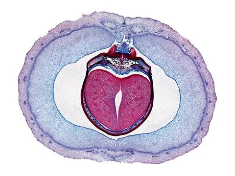 Cross section cut under microscope microscopic view of botanic plant cells Stock Photos