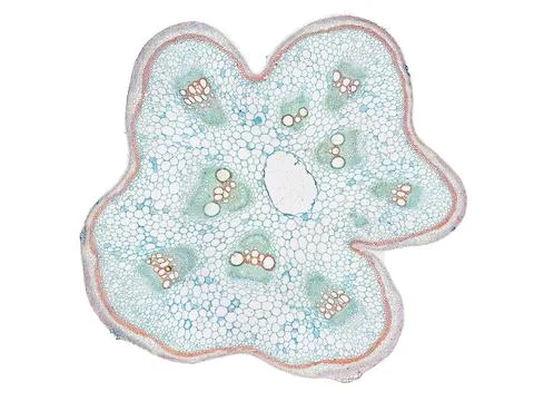 Cross section cut under microscope microscopic view of botanic plant cells Stock Photos