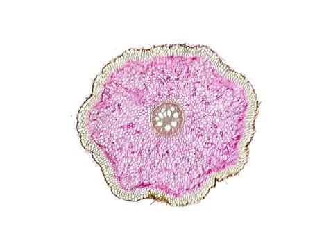 Cross section cut under microscope microscopic view of botanic plant cells Foto stock
