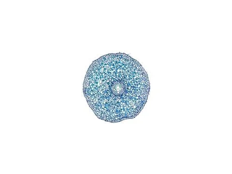 Cross section cut under microscope microscopic view of botanic plant cells Stock Photos