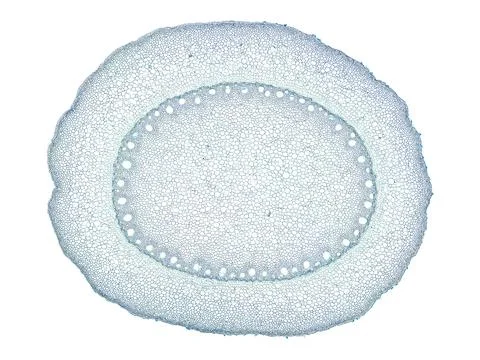 Cross section cut under microscope microscopic view of botanic plant cells Stock Photos