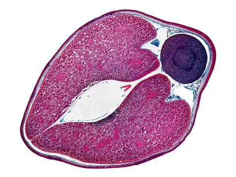 Cross section cut under microscope microscopic view of botanic plant cells Stock Photos