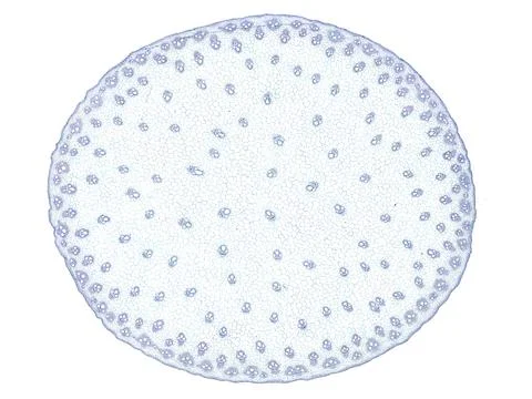 Cross section cut under microscope microscopic view of botanic plant cells Stock Photos