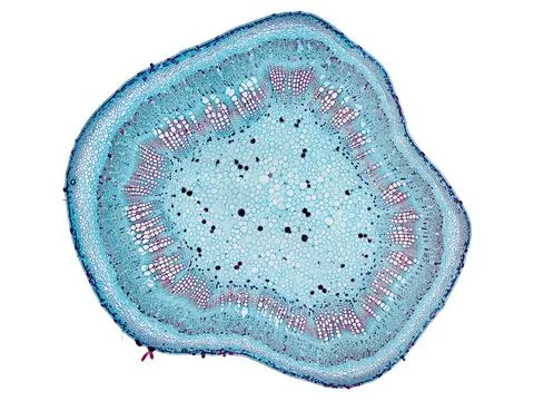Cross section cut under microscope microscopic view of botanic plant cells Stock Photos