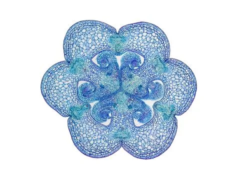 Cross section cut under microscope microscopic view of botanic plant cells Stock Photos