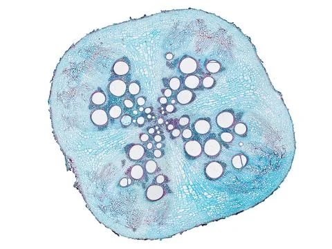 Cross section cut under microscope microscopic view of botanic plant cells Stock Photos