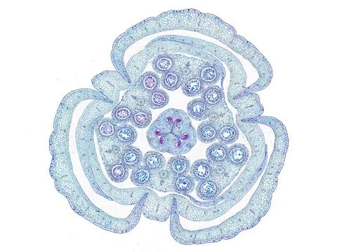 Cross section cut under microscope microscopic view of botanic plant cells Foto stock