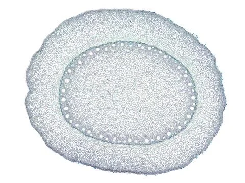 Cross section cut under microscope microscopic view of botanic plant cells Stock Photos