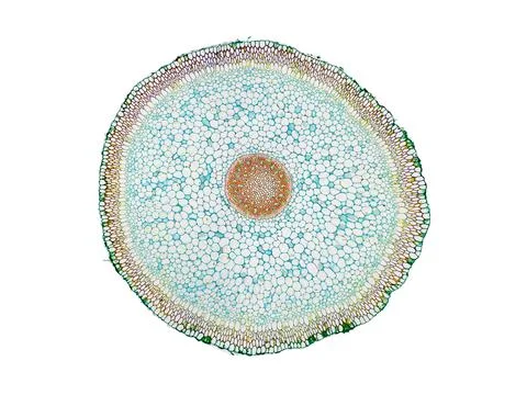 Cross section cut under microscope microscopic view of botanic plant cells Stock Photos