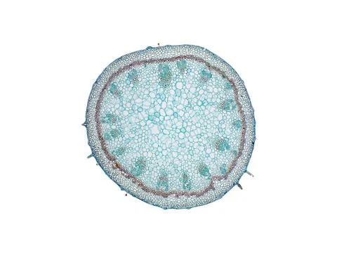 Cross section cut under microscope microscopic view of botanic plant cells Foto stock