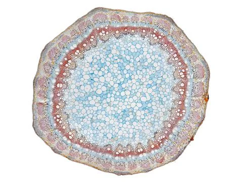Cross section cut under microscope microscopic view of botanic plant cells Stock Photos