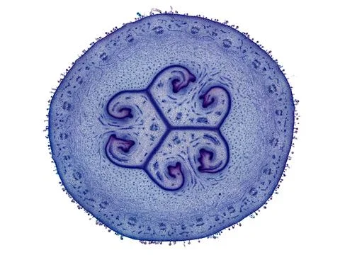 Cross section cut under microscope microscopic view of botanic plant cells Stock Photos