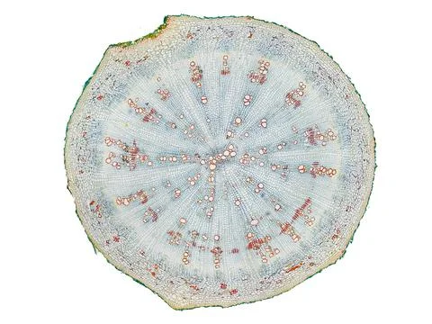 Cross section cut under microscope microscopic view of botanic plant cells Stock Photos