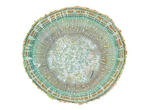 Cross section cut under microscope microscopic view of botanic plant cells Stock Photos