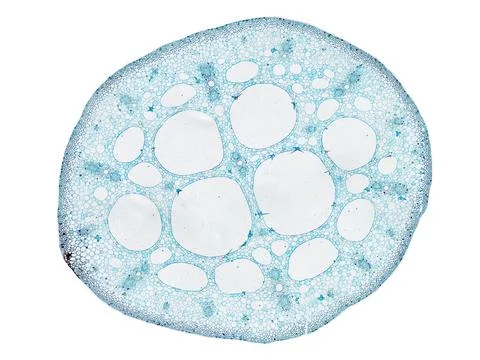 Cross section cut under microscope microscopic view of botanic plant cells Foto stock
