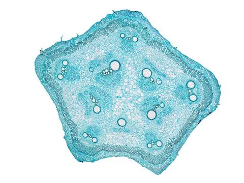 Cross section cut under microscope microscopic view of botanic plant cells Stock Photos