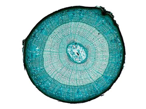 Cross section cut under microscope microscopic view of botanic plant cells Stock-Fotos