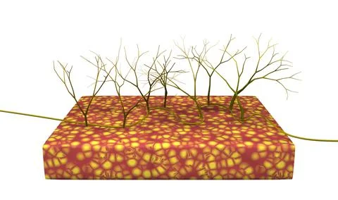 Cross section of dermal layer of skin tissue exposing touch sensory nerves Illustrazione stock