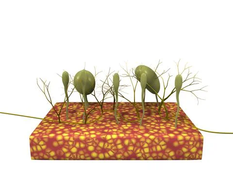 Cross section of dermal layer of skin tissue exposing touch sensory nerves Stockillustratie