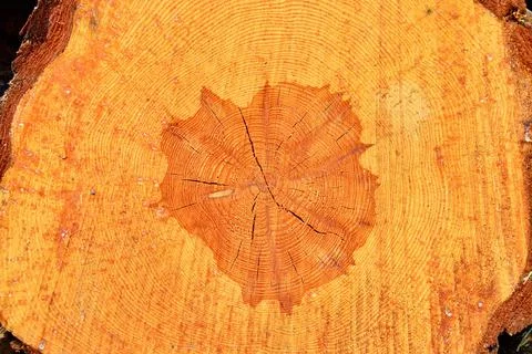 A cross-section of a felled tree in a forest. Jars, Day. Stock Photos