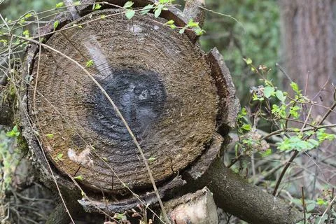 Cross section of a felled tree stump surrounded by green foliage and branches Stock Photos