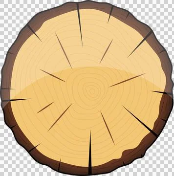 Cross-section of a felled tree trunk showing growth rings, medullary rays, .. Illustrazione stock