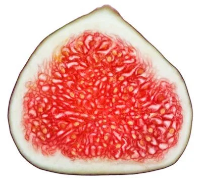 Cross-section of fig tree fruit isolated on white Fotos Stock