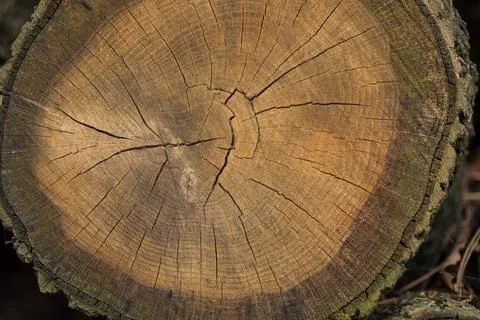 Cross section of a freshly cut tree trunk, close-up. 스톡 사진