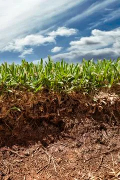Cross-section on the ground, grass on top Stock Photos