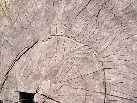 A cross-section of the huge tree old trunk Stock Photos