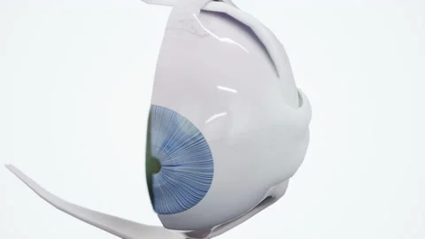 Cross Section of the Human Eye Vídeos de archivo 130580863