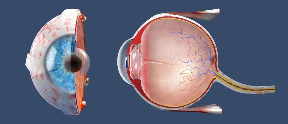 Cross-section of the human eye in a side view and a frontal view Stock Illustration