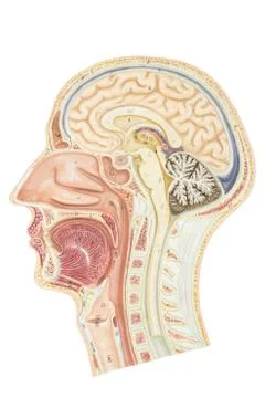 Cross section of human head Stock Photos