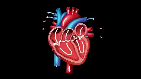 Cross Section of a Human Heart Beating with Directional Blood Flow Stock Footage 336520741