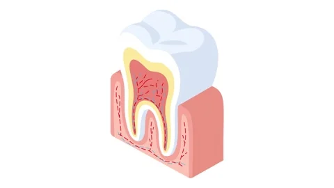 Cross Section of Human Tooth Anatomy with Gums and Nerves Animation Stock Footage 328709605