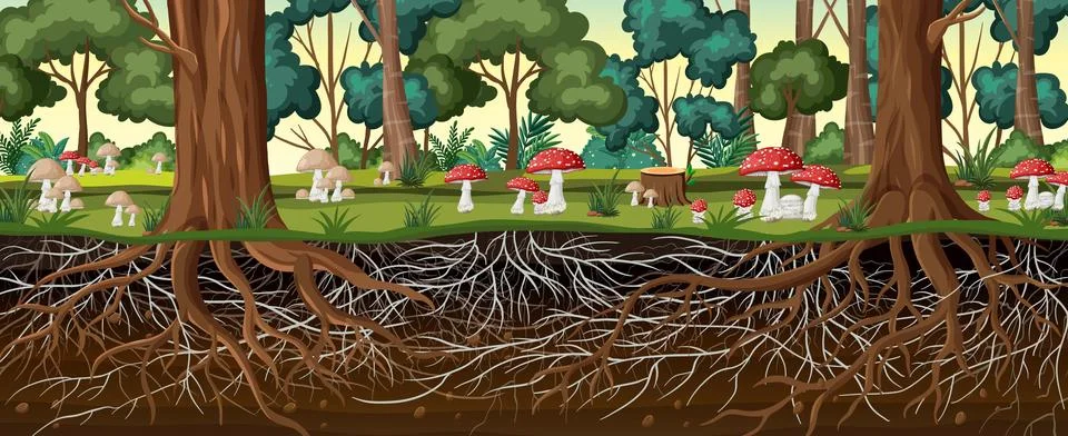 Cross Section Illustration of Forest Trees with Underground Root Systems Illustrazione stock