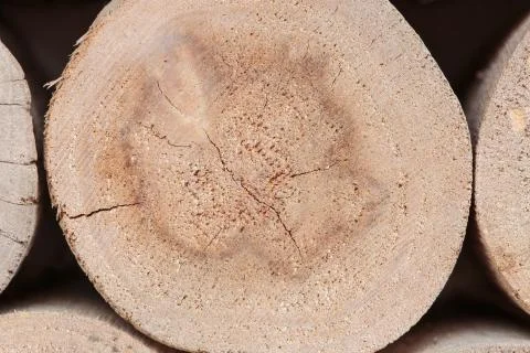Cross section images of the tree Foto stock