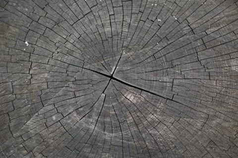 Cross section of a large old tree. texture Foto stock