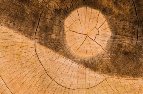 Cross section of large tree Foto stock