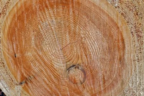 Cross section of a large tree Stock Photos