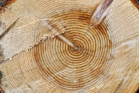 Cross section of a large tree Stock Photos