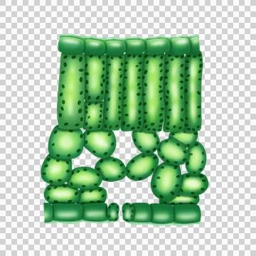 Cross section of leaf illustration by hand drawn Stock Illustration