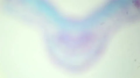 Cross-section of leaf Winter Jasmine under a microscope (Eloden Leaf C.S.) Stock Footage 47058081