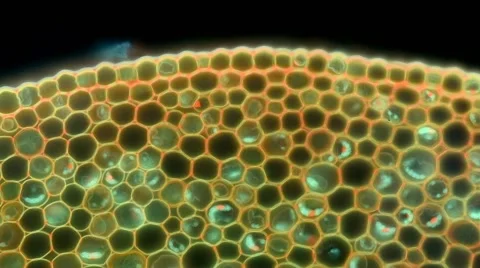 Cross-section lily of the valley's root Stock Footage 46277799