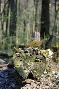 Cross Section Of Log With Moss And Small Fungi Stock Photos
